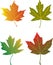 Maple Leaves