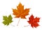 Maple leaves