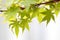 Maple leaves (Acer palmatum)