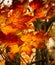 Maple leaves in autumn forest