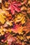 Maple leaves in the autumn forest at the morning at dawn.  Background. Top view. Indian summer. Vertical ratio.