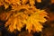 maple leaves in autumn hues. Yellow maple leaf