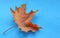 Maple leaves autumn red yellow on a blue background. water drop.