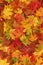 Maple leaves Autumn vibrant colored background texture
