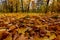 Maple leaves covering ground in autumn