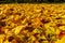 Maple leaves covering ground in autumn