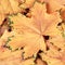 Maple leaves in fall