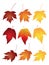 Maple Leaves in Fall Colors Vector Illustration