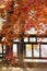 Maple leaves in front of an ancient pavilion