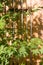 Maple leaves in front of bamboo screen