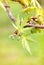 Maple Leaves and Fruits