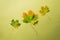 Maple leaves on green background with copy space. Golden autumn concept. Sunny day, warm weather. Top view. Colors of fall