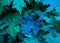 Maple leaves green and blue shades with a large blue leaf