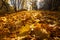 Maple leaves on ground. Lush foliage. Fall background. Sunny forest