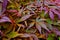 Maple leaves, ground and plant nature in environment park in Japanese garden for travel exploring, tourism or backyard