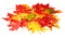 Maple leaves isolated on white background. Colored autumn leafs