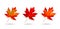 Maple leaves isolated on white background. Set of bright red autumn realistic leaves. Vector illustration eps 10