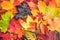 Maple Leaves Mixed Fall Colors Background