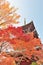 Maple leaves and pagoda in Kyoto