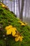 Maple leaves at primeval forest at Kremnicke Vrchy mountains