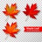 Maple leaves set isolated on transparent background. Bright red autumn realistic leaves. Vector illustration eps 10