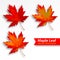 Maple leaves set isolated on white background. Bright red autumn realistic leaves. Vector illustration eps 10