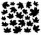 Maple leaves silhouettes set isolated on white background vector