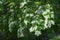 Maple leaves in the summer forest in the rays of the sun