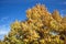 Maple leaves on trees in autumn over blue sky