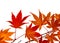 Maple leaves turning colour