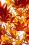 Maple leaves turning colour