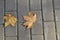 Maple leaves. Two yellow maple leaves on paving stones. Autumn,