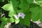 Maple-like leaves and pale pink five petaled flowers of Virginia raspberry