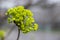 Maple ordinary blossoms in early spring close up. Yellow maple inflorescences.