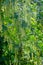 Maple poplar in bloom in spring