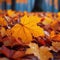 Maple in rain Vibrant autumn hues reflect on wet branches