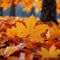 Maple in rain Vibrant autumn hues reflect on wet branches