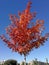 Maple with red leaves on a radiant blue sky