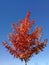 Maple with red leaves on a radiant blue sky