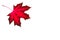 maple, red maple leaf, blank for further creativity