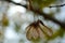 Maple seed cluster Aceraceae family