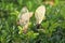 Maple seeds on a boxwood hedge