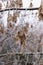 Maple seeds on a branch in hoarfrost