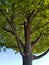 Maple shade tree