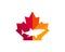 Maple Shark logo design. Canadian Shark logo. Red Maple leaf with Shark vector