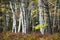 Maple and Silver Birch trees in forest in Michigan upper peninsula