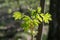 Maple spring leaves macro