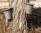 Maple Syrup Sap Buckets