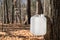 Maple Syrup Tapping Using a White Collection Bottle