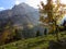 Maple tree in Alpine landscape fall season nature